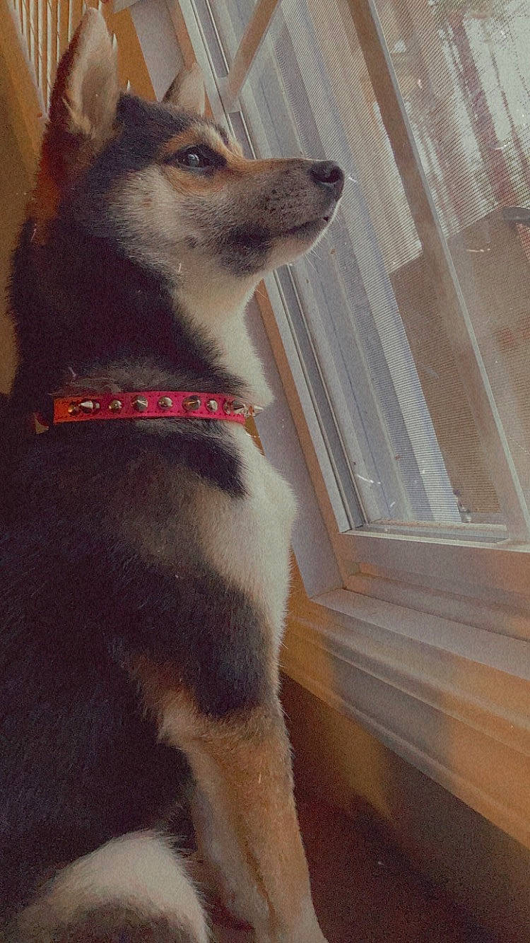 Raven is registered to the contest to win money with this photo: ancient_dog_breeds, carnivore, collar, companion_dog, dog, dog_breed, dog_collar, dog_supply, fur, hardwood, leash, sporting_group, tail, terrestrial_animal, whiskers, window, window_covering, wood, working_animal, working_dog