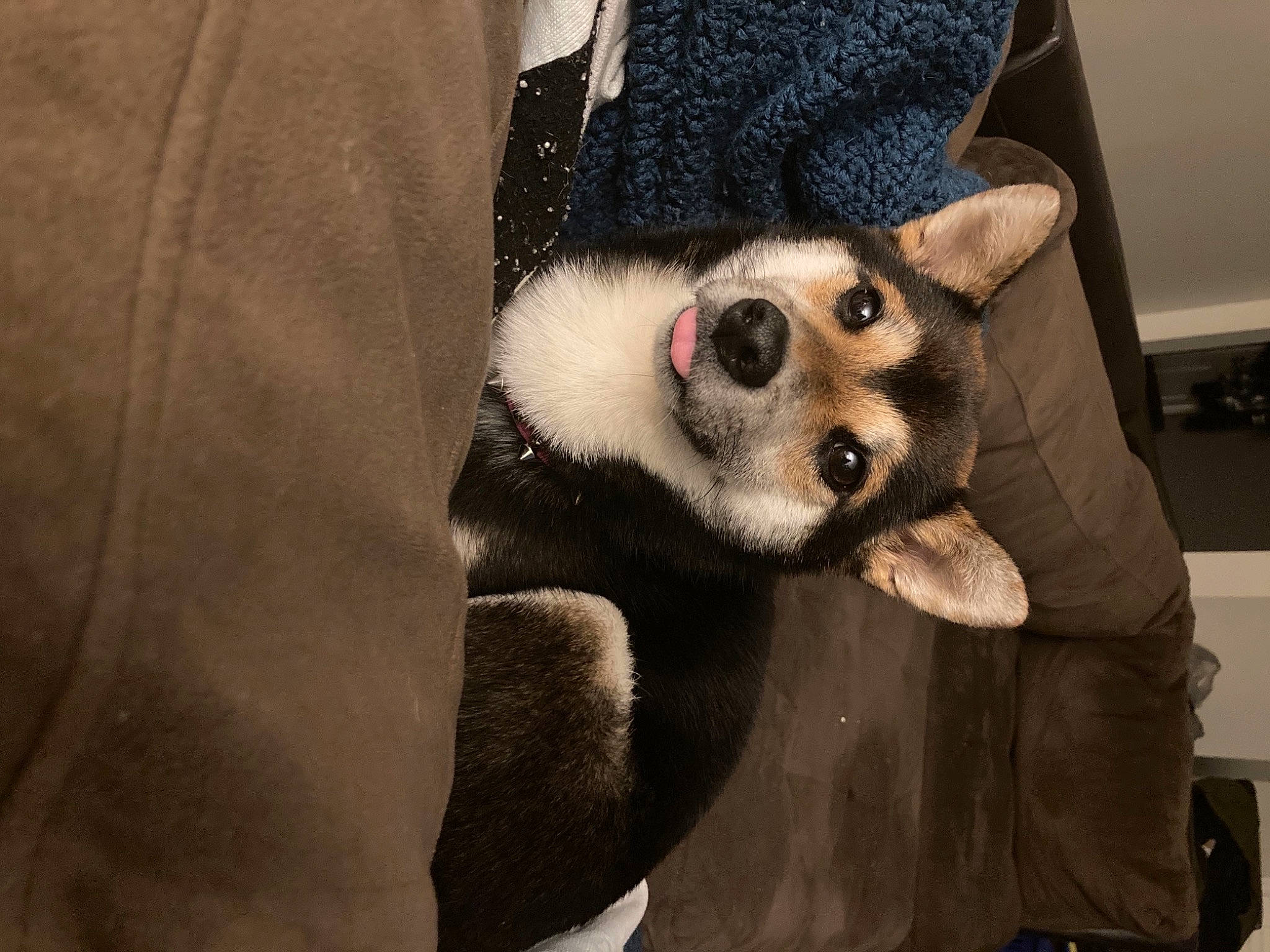 Raven is registered to the contest to win money with this photo: canidae, cap, carnivore, companion_dog, dog, dog_breed, fashion_accessory, fawn, fur, hat, snout, terrestrial_animal, wildlife, working_animal