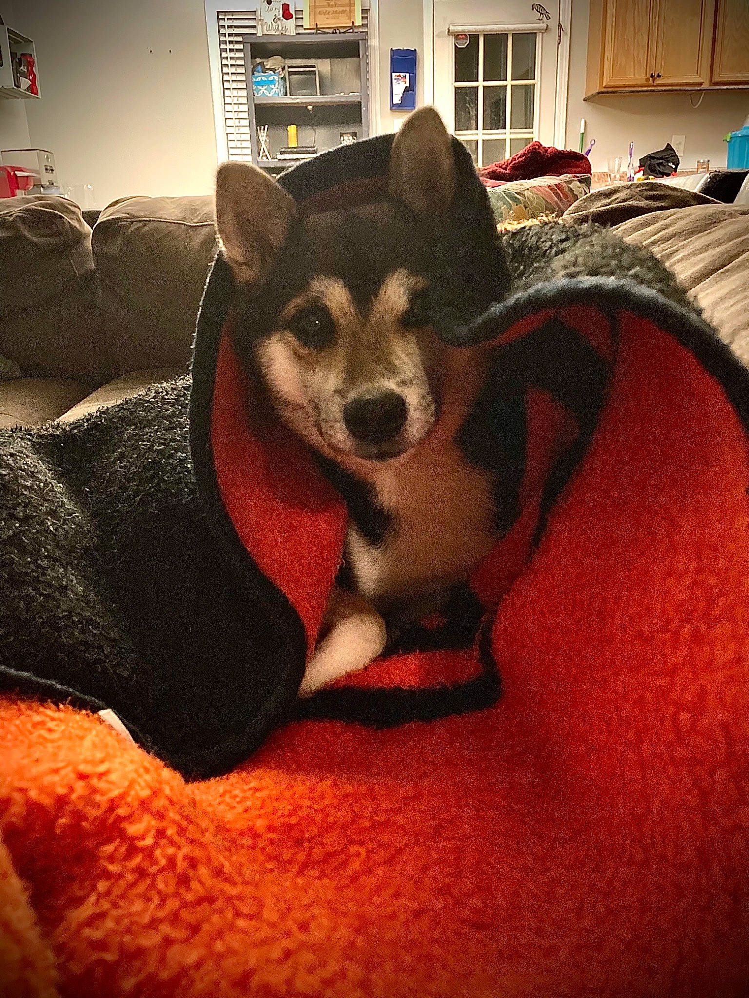 Raven joined the competition — help win amazing prizes! canidae, carnivore, chair, comfort, companion_dog, couch, dog, dog_breed, dog_supply, fawn, floor, flooring, fur, paw, snout, sporting_group, tail, toy_dog, whiskers, working_animal