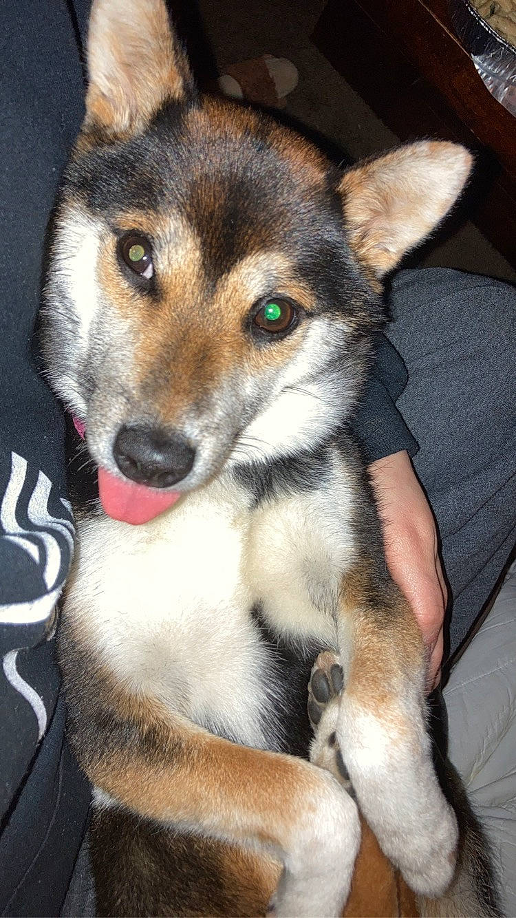 Raven is registered to the contest to win money with this photo: ancient_dog_breeds, canidae, carnivore, comfort, companion_dog, dog, dog_breed, fawn, fur, head, mammal, sitting, snout, sporting_group, terrestrial_animal, whiskers, working_animal, working_dog