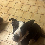 Tallysman participe au concours pour gagner de l'argent avec cette photo : dog, black_and_white, pet, indoor, kitchen, floor, tile, curious, looking_up, ears, animal, companion, domestic, mammal, sitting, paw, household, appliance, shoe, canine