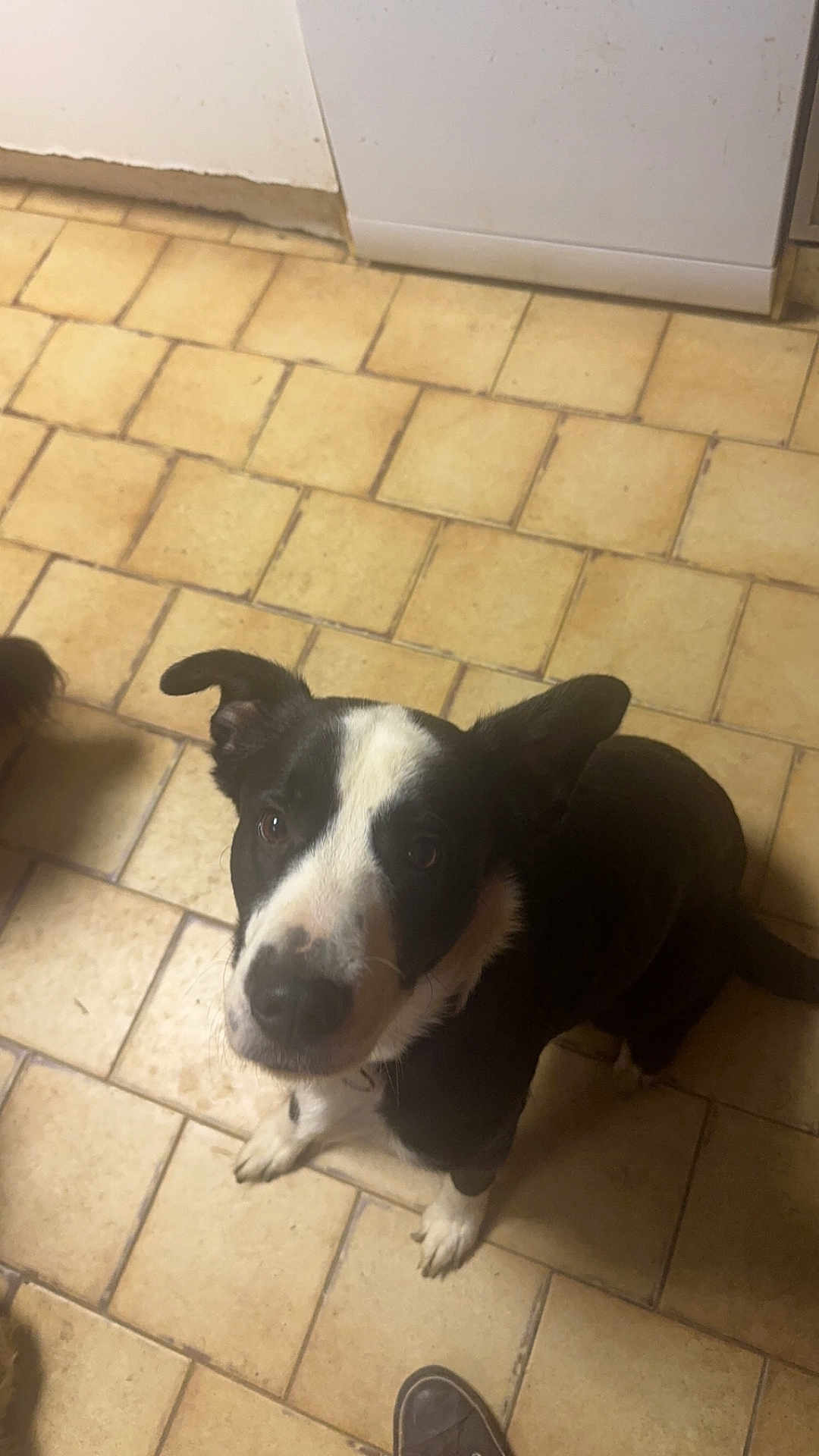 Tallysman participe au concours pour gagner de l'argent avec cette photo : dog, black_and_white, pet, indoor, kitchen, floor, tile, curious, looking_up, ears, animal, companion, domestic, mammal, sitting, paw, household, appliance, shoe, canine