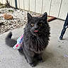 Miche joined the competition — help win amazing prizes! cat, gray_cat, fluffy, yellow_eyes, tongue_out, pet, animal, cute, sitting, dress, floral_pattern, concrete_floor, outdoor, wooden_wall, pebbles, furniture_leg, curious, adorable, pet_clothing, portrait