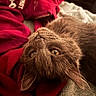 Miche is registered to the contest to win money with this photo: cat, gray_cat, pet, animal, furry, lying_down, upside_down, red_cloth, fabric, cozy, indoor, close_up, whiskers, ears, eyes, soft, cute, relaxed, domestic_cat, fur