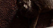 Miche joined the competition — help win amazing prizes! cat, gray_cat, animal, pet, carpet, indoor, shadow, dim_light, curious, feline, mammal, whiskers, ears, floor, young_cat, alone, quiet, texture, closeup, watching