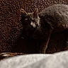 cat, gray_cat, animal, pet, carpet, indoor, shadow, dim_light, curious, feline, mammal, whiskers, ears, floor, young_cat, alone, quiet, texture, closeup, watching