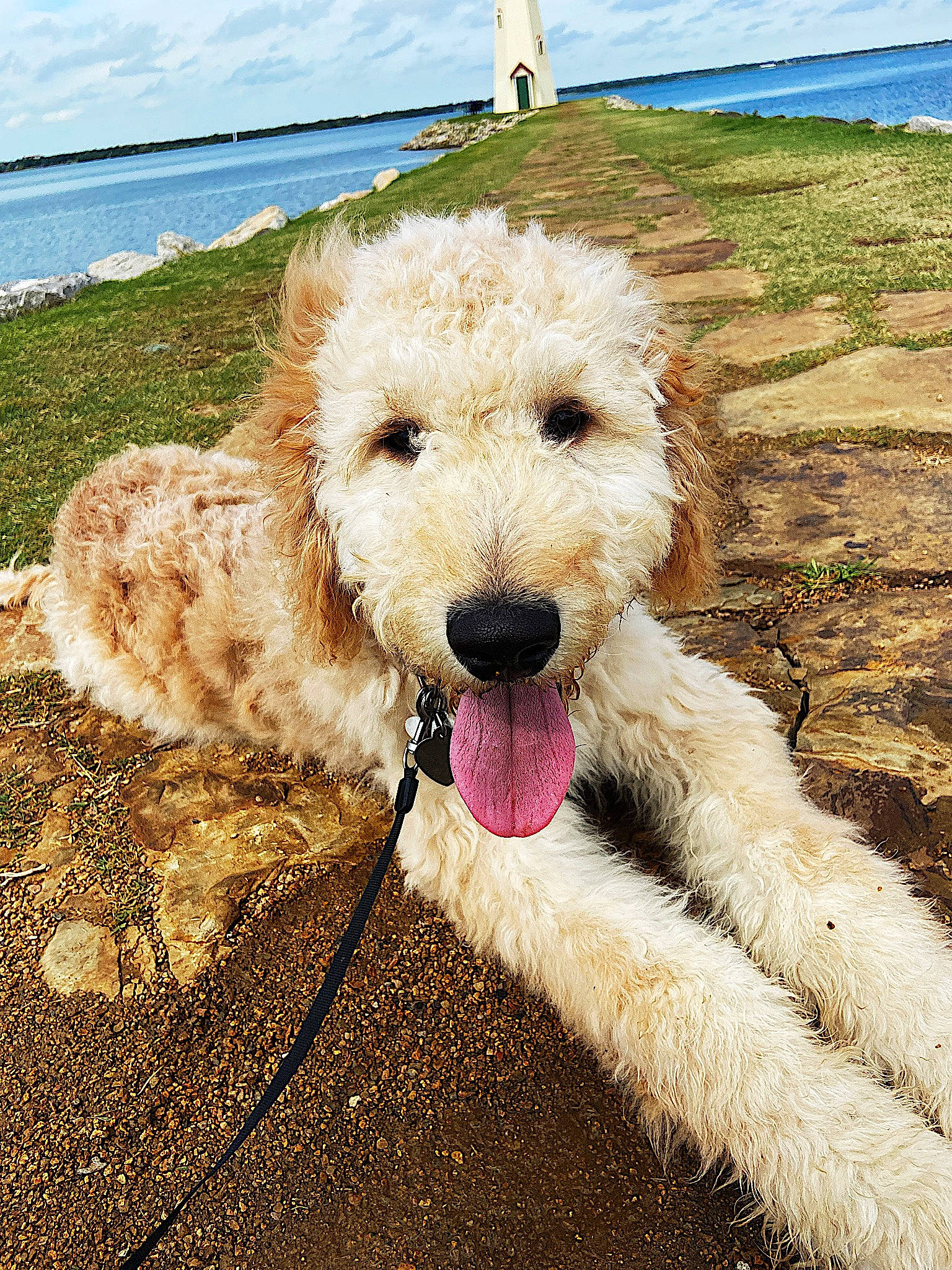 Kovu joined the competition — help win amazing prizes! canidae, carnivore, coast, coastal_and_oceanic_landforms, collar, companion_dog, dog, dog_breed, dog_collar, fur, leash, mammal, ocean, pet_supply, shore, snout, sporting_group, terrier, vertebrate, working_animal