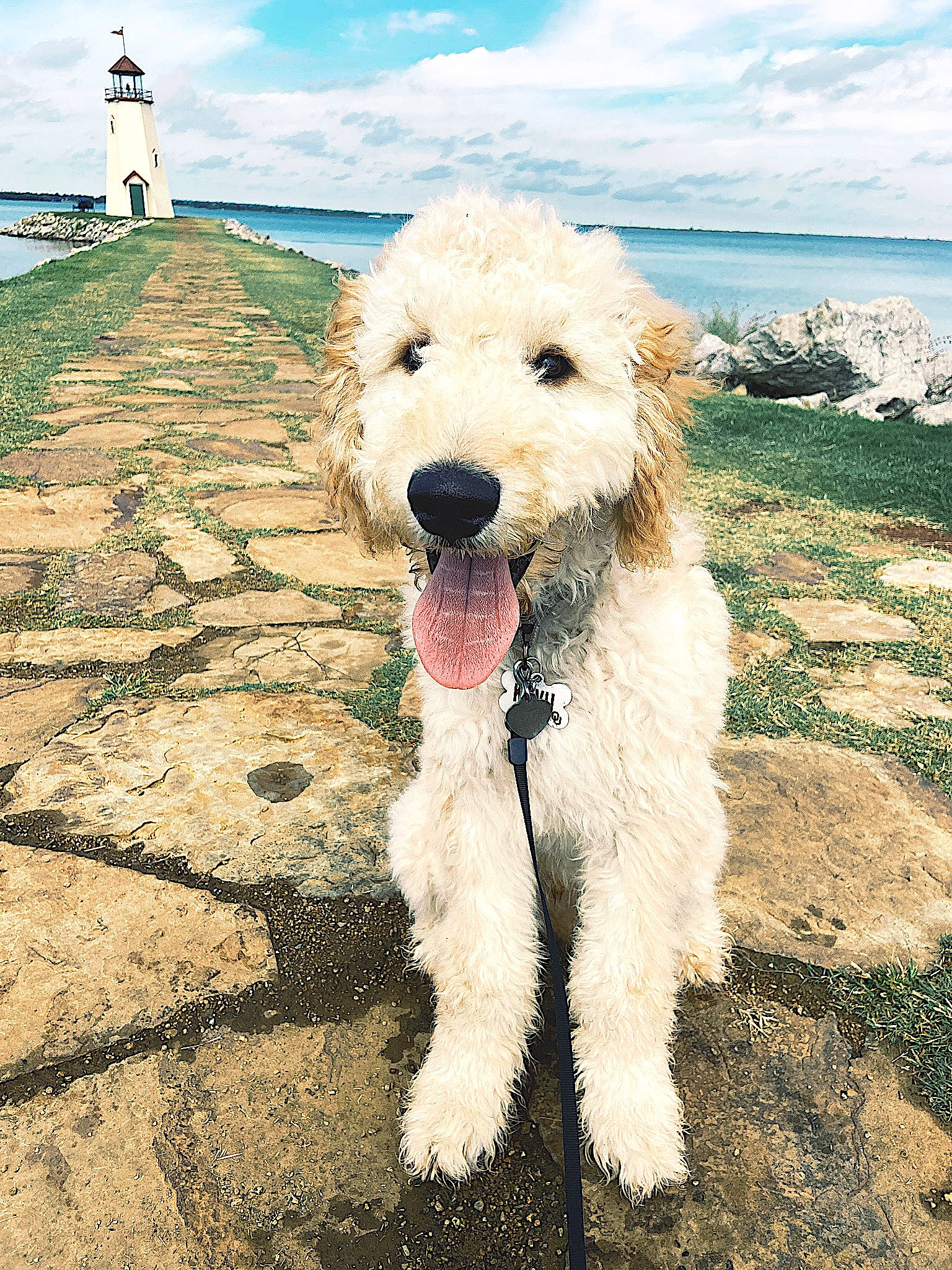 Kovu is registered to the contest to win money with this photo: briquet_griffon_vendeen, canidae, carnivore, coastal_and_oceanic_landforms, companion_dog, dog, dog_breed, dog_collar, dog_supply, irish_soft_coated_wheaten_terrier, labradoodle, ocean, pet_supply, shadow, small_terrier, snout, sporting_group, terrier, tongue, working_animal