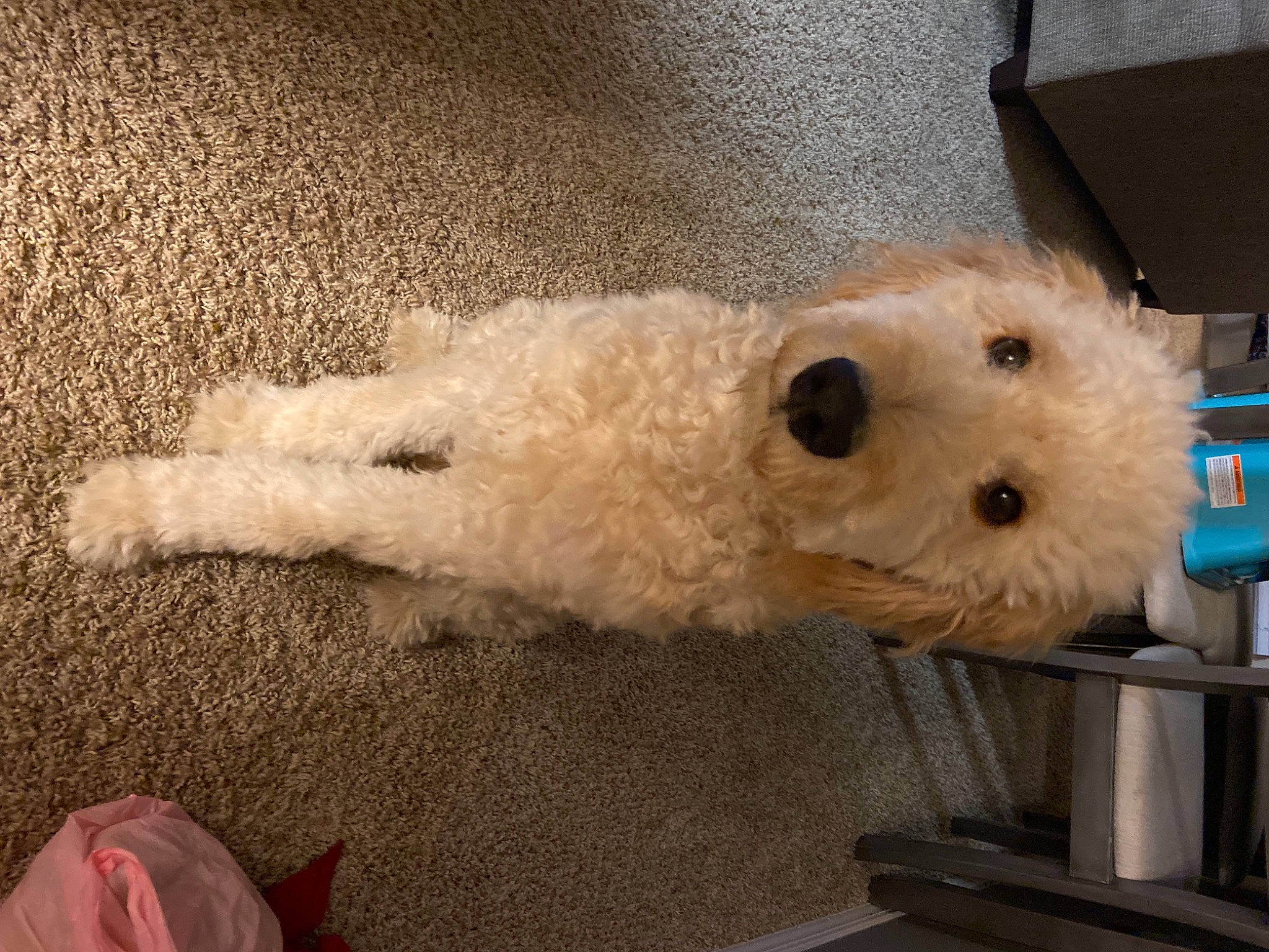 Kovu joined the competition — help win amazing prizes! canidae, carnivore, companion_dog, dog, dog_breed, dog_supply, fur, goldendoodle, labradoodle, maltepoo, pet_supply, poodle_crossbreed, small_terrier, snout, sporting_group, stuffed_toy, terrier, toy_dog, vertebrate, working_animal