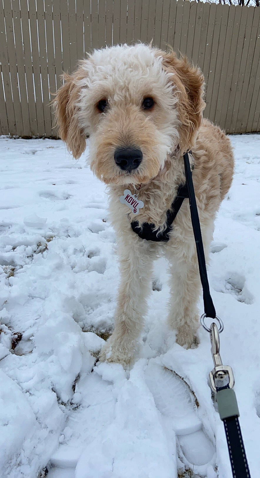 Kovu is registered to the contest to win money with this photo: canidae, carnivore, collar, companion_dog, dog, dog_breed, dog_collar, dog_supply, freezing, ice, irish_soft_coated_wheaten_terrier, pet_supply, precipitation, small_terrier, snout, snow, sporting_group, terrier, winter, working_animal