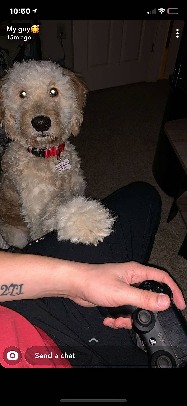 Kovu joined the competition — help win amazing prizes! camera, canidae, carnivore, comfort, companion_dog, dog, dog_breed, dog_supply, finger, fur, gadget, lap, nail, pet_supply, single_lens_reflex_camera, sporting_group, thumb, water_dog, working_animal, wrist