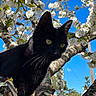 animal, black_cat, blossom, blue_sky, branch, cat, close_up, curious, daylight, flower, fur, mammal, nature, outdoor, pet, sky, tree, whiskers, white_flower, wildlife