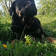 Margot a rejoint le concours — aidez-le/la à gagner de superbes lots ! animal, canine, collar, dandelions, dog, flowers, grass, greenery, leaf, meadow, nature, outdoor, pet, relaxed, rottweiler, serene, sky, summer, sunlight, trees