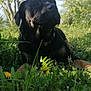 animal, canine, collar, dandelions, dog, flowers, grass, greenery, leaf, meadow, nature, outdoor, pet, relaxed, rottweiler, serene, sky, summer, sunlight, trees