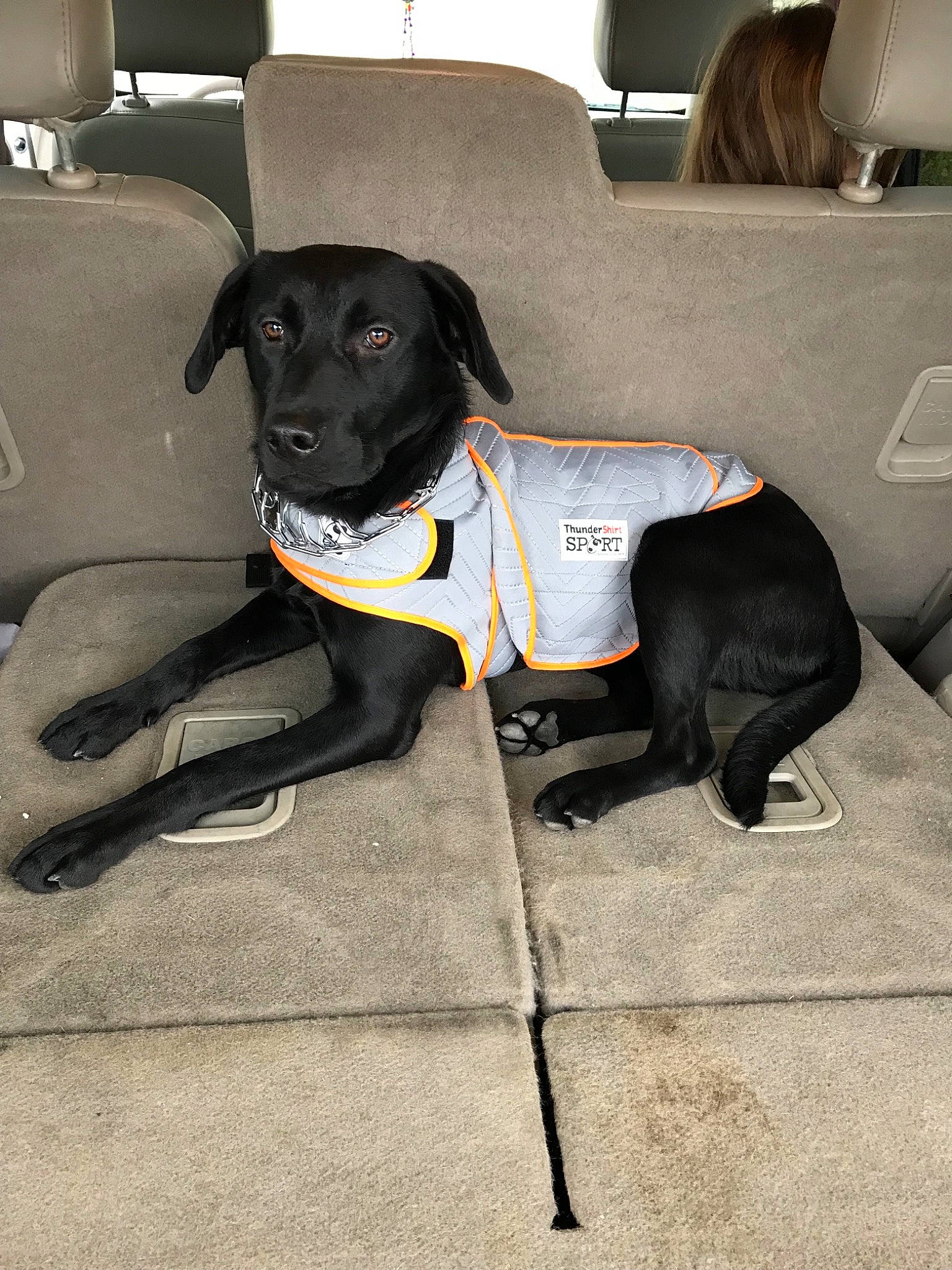 Pepper is registered to the contest to win money with this photo: beagador, borador, canidae, carnivore, companion_dog, dog, dog_breed, dog_collar, floor, flooring, leash, patterdale_terrier, rare_breed_dog, sporting_group