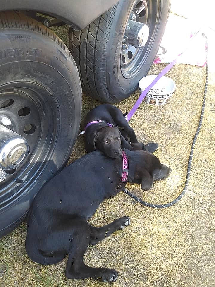 Pepper is registered to the contest to win money with this photo: auto_part, automotive_tire, automotive_wheel_system, canidae, car, dog, dog_breed, hubcap, rim, sporting_group, synthetic_rubber, tire, tire_care, vehicle, wheel