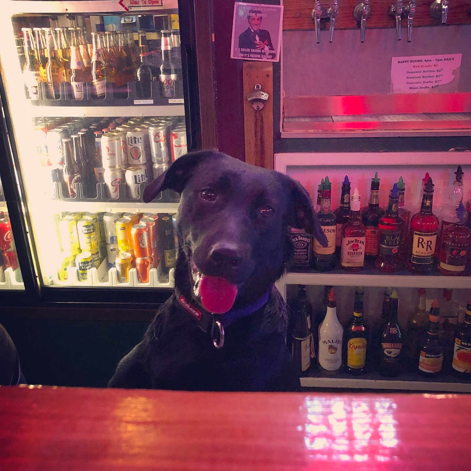 Pepper is registered to the contest to win money with this photo: canidae, carnivore, companion_dog, distilled_beverage, dog, dog_breed, drink, guard_dog, labrador_retriever, patterdale_terrier, puppy, sporting_group