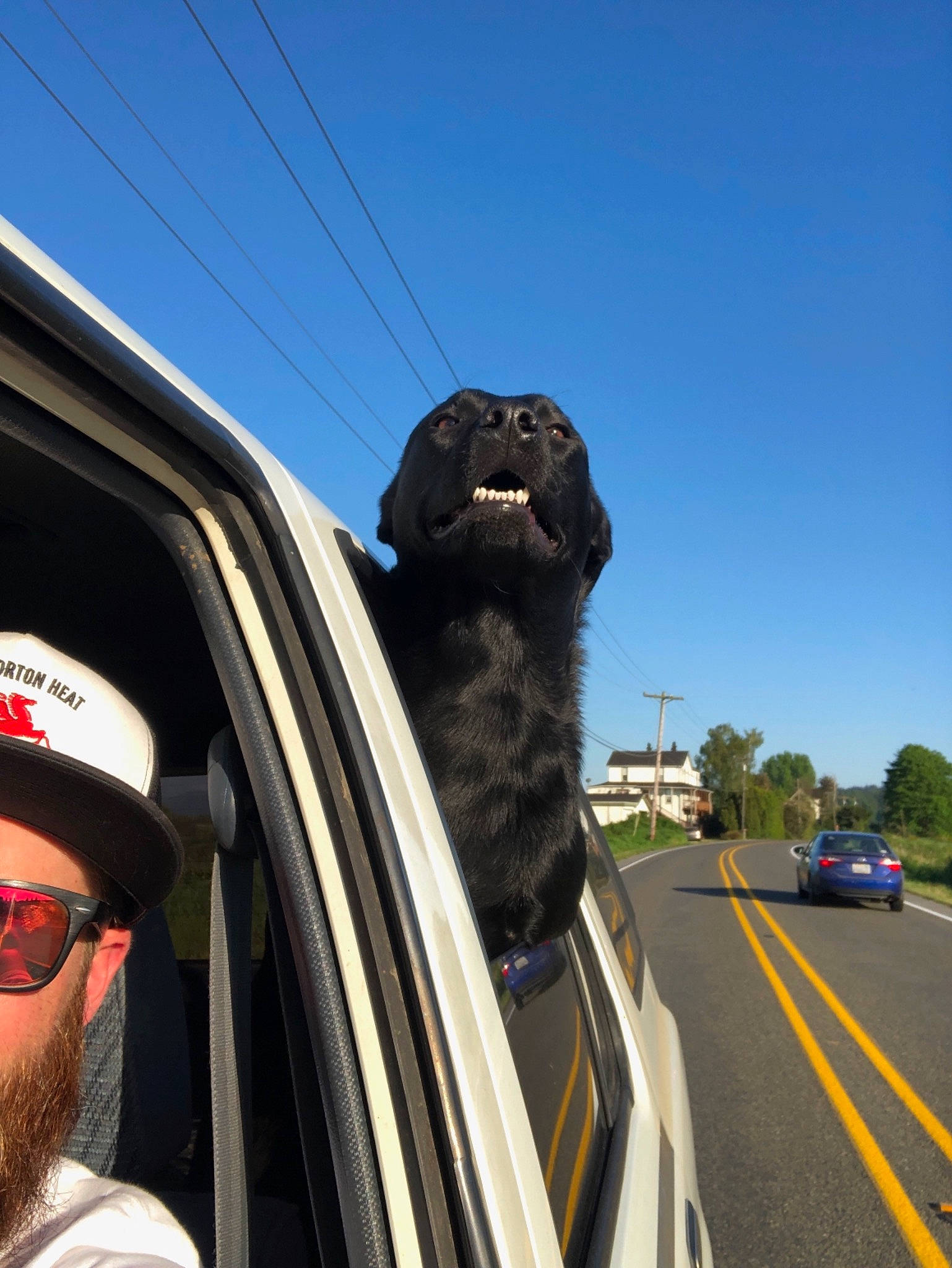 Pepper joined the competition — help win amazing prizes! auto_part, automotive_exterior, canidae, car, fur, glasses, infrastructure, road, snout, sporting_group, transport, vehicle