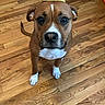 Maze is registered to the contest to win money with this photo: dog, boxer, pet, crown, costume, birthday, royal, portrait, sitting, indoors, wooden_floor, hardwood, brown_dog, white_chest, white_paws, looking_at_camera, funny, instagram_story, animal, home