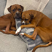 Maze joined the competition — help win amazing prizes! dogs, two_dogs, boxer, brown_dog, pets, canine, couch, sofa, pillow, striped_pillow, indoors, resting, sleeping, lying_down, paw, short_hair, brown_fur, white_markings, portrait, cozy