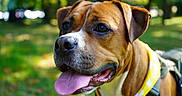 Maze joined the competition — help win amazing prizes! dog, brown_dog, boxer, pet, animal, portrait, outdoor, park, grass, trees, sunlight, harness, yellow_harness, tongue, panting, happy, close_up, fur, collar, nature