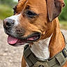 Maze joined the competition — help win amazing prizes! dog, canine, brown_and_white, portrait, close_up, tongue_out, happy, smiling, outdoor, nature, harness, leash, pet, short_fur, floppy_ears, black_nose, white_chest, blurred_background, animal_photography, sitting