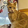 cat, orange_cat, feline, pet, animal, portrait, close_up, sitting, indoors, fluffy, fur, whiskers, ears, eyes, face, serious, golden, floral_curtains, home, photography