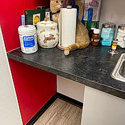 Sugarito joined the competition — help win amazing prizes! cat, animal, pet, feline, sitting, portrait, countertop, kitchen, medical_supplies, paper_towel, wipes, face, whiskers, collar, red_wall, cabinet, sink, bottles, masks, indoors