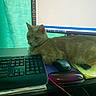 cat, feline, pet, animal, desk, workstation, computer, laptop, monitor, keyboard, mouse, office, paperwork, notebook, indoors, sitting, lying_down, fur, collar, technology