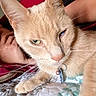 cat, cream_colored, blue_eyes, green_eye, sleepy, close_up, pet, collar, tags, whiskers, fur, nose, paws, indoors, human_hand, petting, blanket, red_fabric, portrait, relaxed
