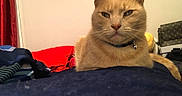 Sugarito joined the competition — help win amazing prizes! cat, ginger_cat, feline, pet, animal, portrait, closeup, collar, bell, bed, bedroom, blanket, bedding, clothing, indoors, home, furniture, red_fabric, framed_picture, serious_expression