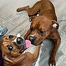 Ace joined the competition — help win amazing prizes! dogs, two_dogs, brown_dogs, pets, canine, animal, tongue, licking, playing, lying_down, floor, indoor, wood_floor, portrait, close_up, funny, guilty_look, large_dog, short_hair, smartphone_screenshot