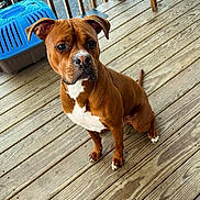 Ace joined the competition — help win amazing prizes! dog, canine, brown_dog, white_chest, sitting, outdoor, deck, wooden_floor, pet_carrier, blue_carrier, portrait, looking_at_camera, floppy_ears, short_hair, muscular, white_paws, tail, pet, daylight, photography