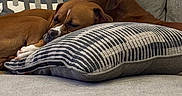 Ace joined the competition — help win amazing prizes! dogs, two_dogs, sleeping, sleepy, brown_dog, short_hair, pets, animal, couch, sofa, pillows, striped_pillow, living_room, indoors, cozy, relaxing, resting, snuggling, domestic_animal, portrait