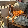 Ace is registered to the contest to win money with this photo: dog, brown_and_white_dog, boxer, pet, animal, sitting, lounging, outdoor, balcony, chair, cushion, sunlight, sunbathing, wooden_deck, railing, house, portrait, relaxed, patterned_fabric, daylight