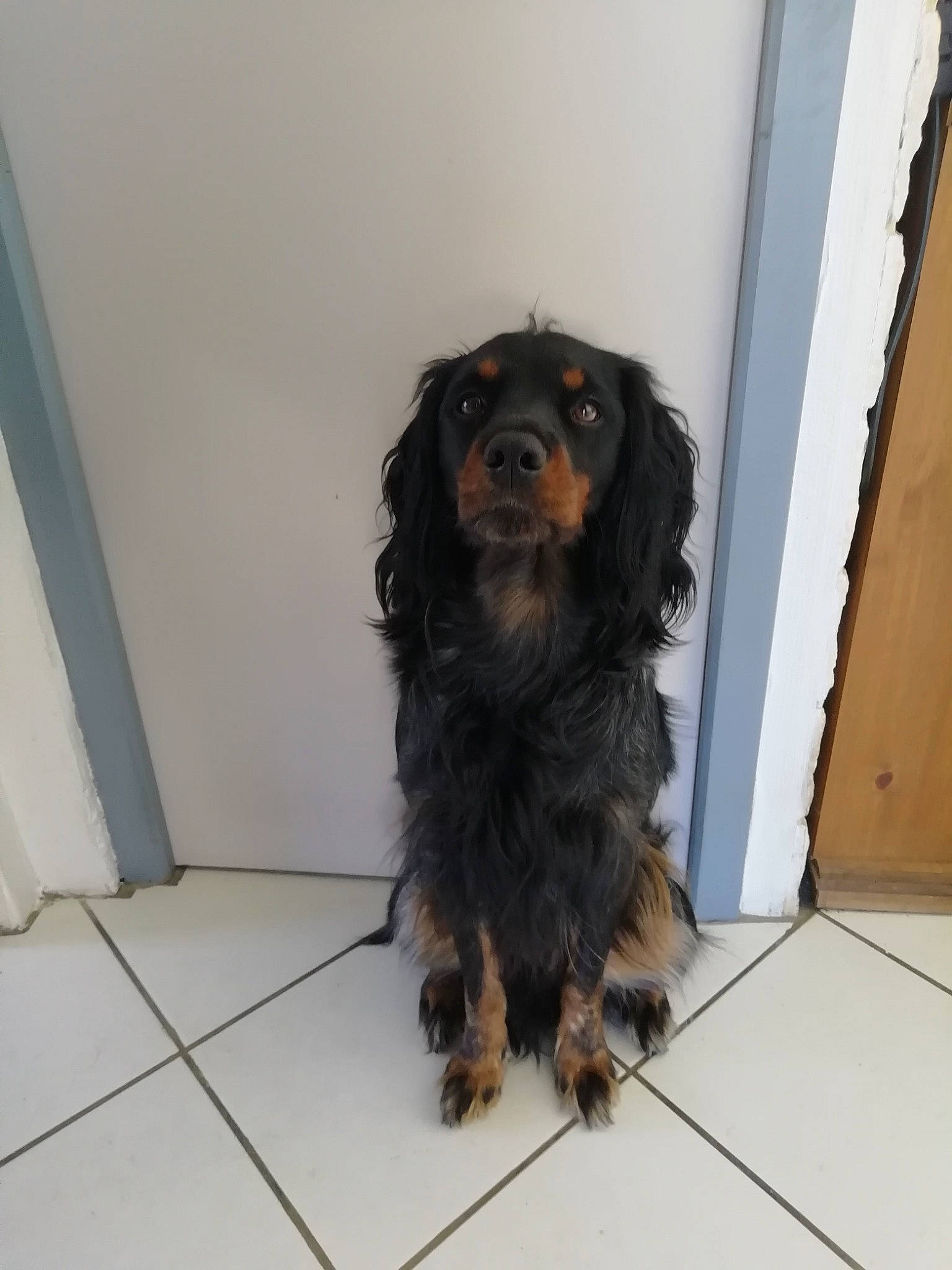 Night participe au concours pour gagner de l'argent avec cette photo : canidae, carnivore, cocker_spaniel, collar, companion_dog, dog, dog_breed, door, flooring, fur, gun_dog, hardwood, liver, snout, spaniel, sporting_group, wood, working_animal, working_dog