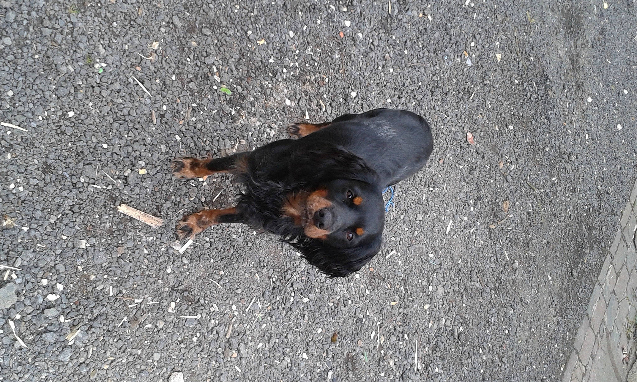Night participe au concours pour gagner de l'argent avec cette photo : asphalt, carnivore, concrete, dog, guard_dog, hunting_dog, paw, road_surface, rottweiler, shadow, soil, tar, terrestrial_animal, working_animal, working_dog