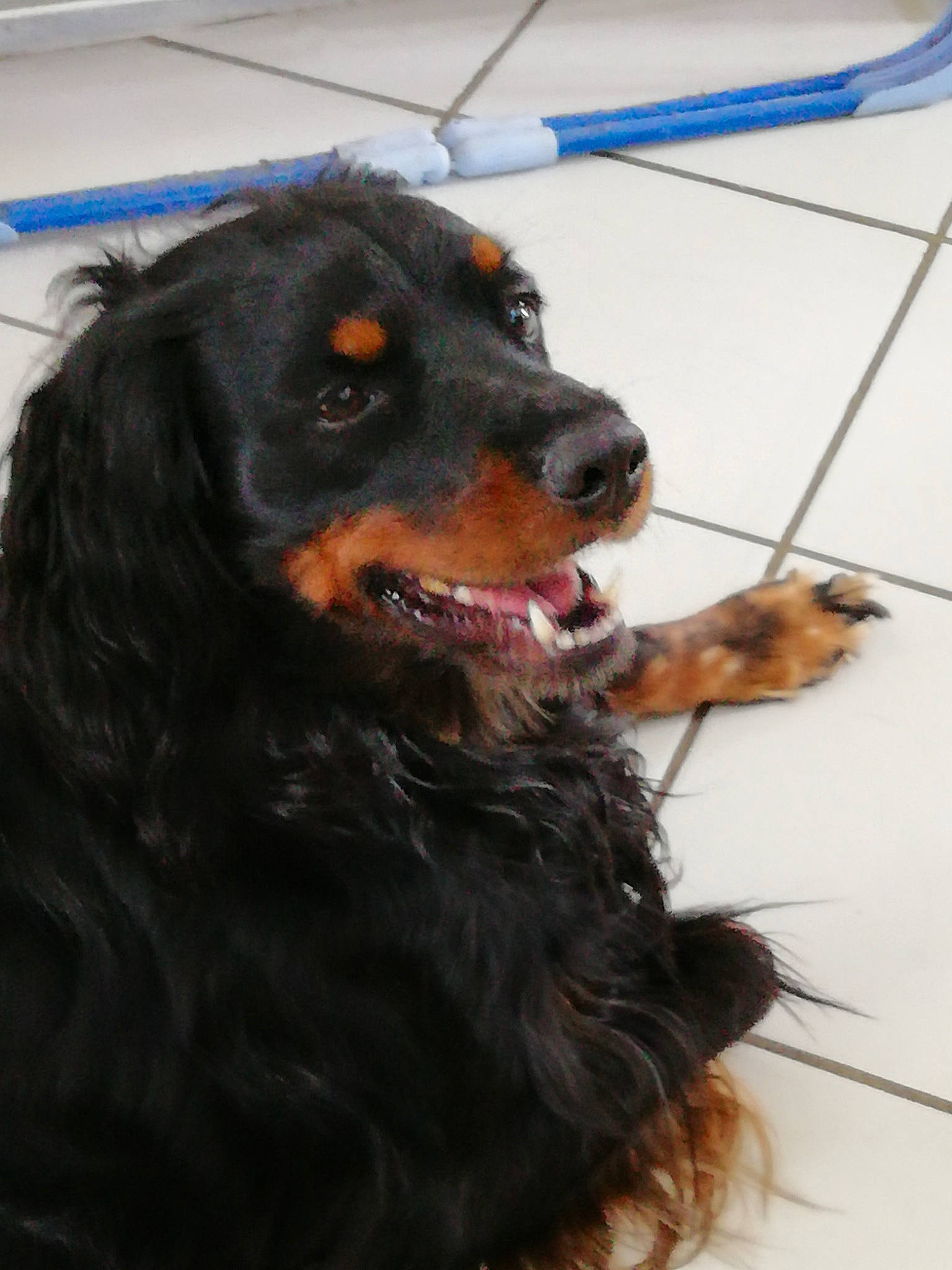 Night participe au concours pour gagner de l'argent avec cette photo : canidae, carnivore, collar, companion_dog, dog, dog_breed, fur, gaddi_kutta, guard_dog, liver, snout, sporting_group, terrestrial_animal, working_animal, working_dog