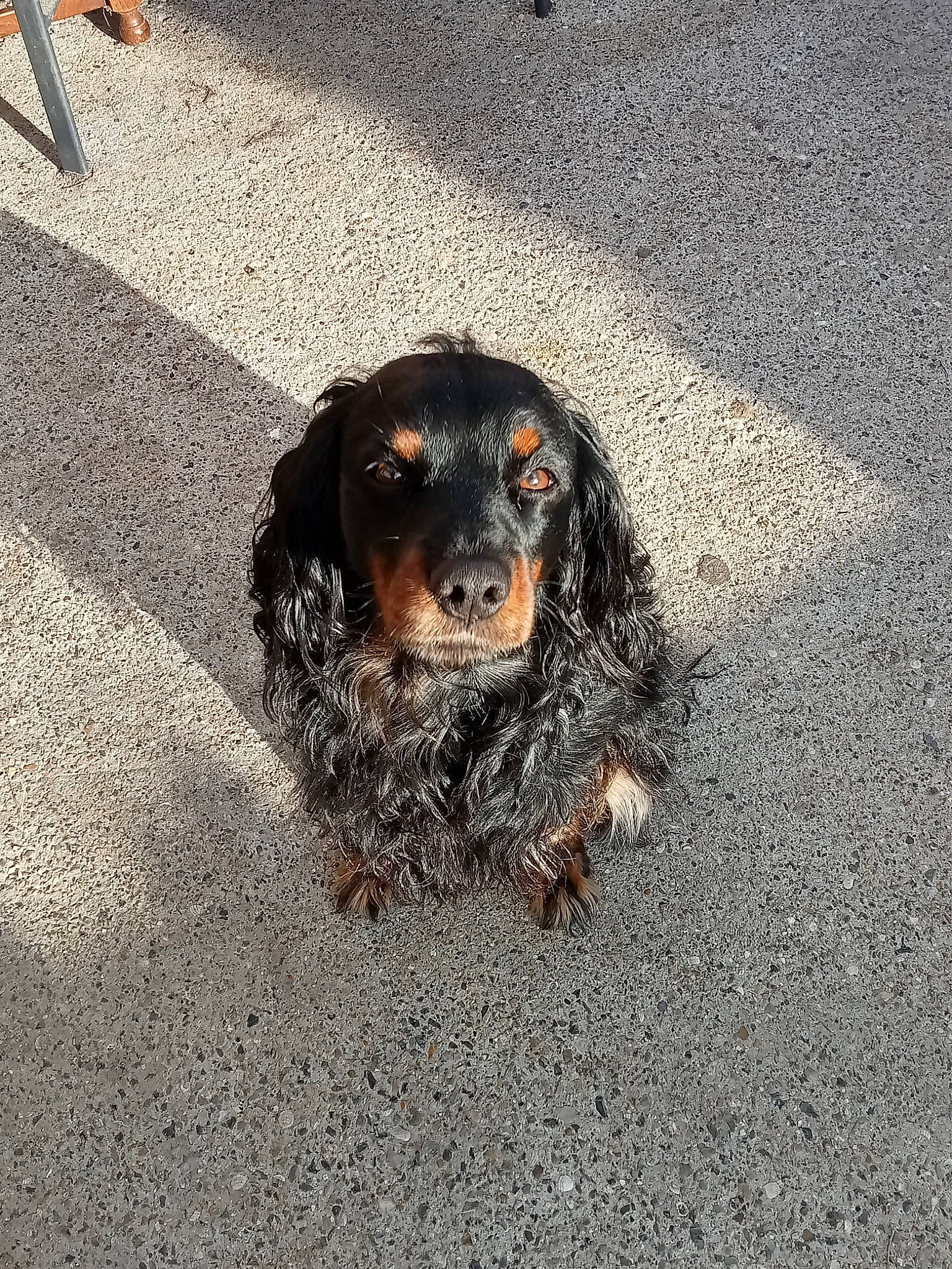 Night a rejoint le concours — aidez-le/la à gagner de superbes lots ! asphalt, automotive_tire, canidae, carnivore, companion_dog, dog, dog_breed, fur, road_surface, snout, soil, spaniel, sporting_group, tar, terrestrial_animal, working_animal, working_dog