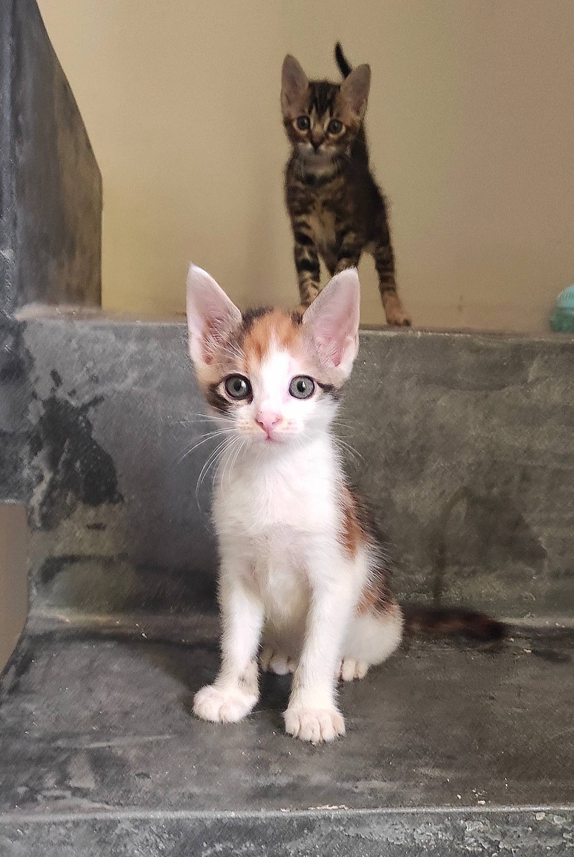 Rhea a rejoint le concours — aidez-le/la à gagner de superbes lots ! carnivore, cat, domestic_short_haired_cat, door, felidae, fixture, fur, paw, sitting, small_to_medium_sized_cats, snout, tail, whiskers