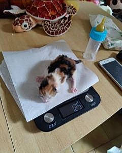 Rhea a rejoint le concours — aidez-le/la à gagner de superbes lots ! carnivore, cloud, communication_device, companion_dog, dog, felidae, flooring, giraffe, hardwood, mammal, paw, portable_communications_device, recipe, rectangle, reptile, room, square, tail, toy_dog, wood