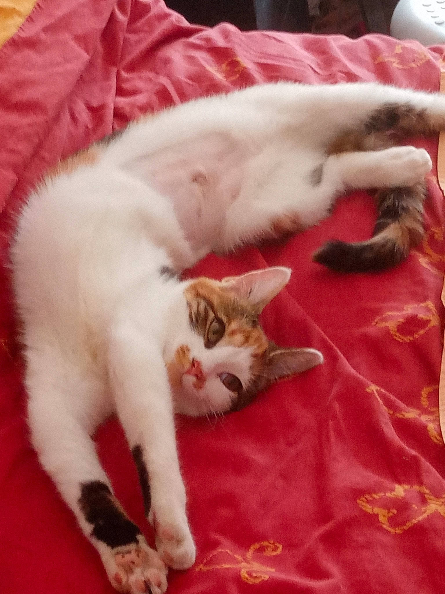 Rhea a rejoint le concours — aidez-le/la à gagner de superbes lots ! carnivore, cat, claw, comfort, domestic_short_haired_cat, fawn, felidae, flooring, fur, linens, nap, paw, small_to_medium_sized_cats, snout, tail, whiskers, wood