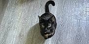 Raider joined the competition — help win amazing prizes! cat, black_cat, green_eyes, floor, wooden_floor, shadow, indoor, plastic_bottle, snack_bags, shelf, curious, looking_up, pet, animal, domestic, home, flooring, furniture, light, shadow_cast