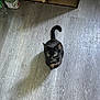 cat, black_cat, green_eyes, floor, wooden_floor, shadow, indoor, plastic_bottle, snack_bags, shelf, curious, looking_up, pet, animal, domestic, home, flooring, furniture, light, shadow_cast