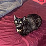 Raider is registered to the contest to win money with this photo: cat, tortoiseshell_cat, bed, blanket, pillow, indoor, pet, fur, animal, resting, curious, cozy, maroon, gray, domestic, feline, sleeping_area, comfortable, cute, companion