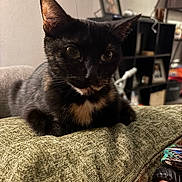 Raider joined the competition — help win amazing prizes! cat, black_cat, pet, feline, indoor, cushion, sofa, living_room, shelf, home, curious, animal, fur, whiskers, ears, portrait, relaxed, domestic, closeup, comfort
