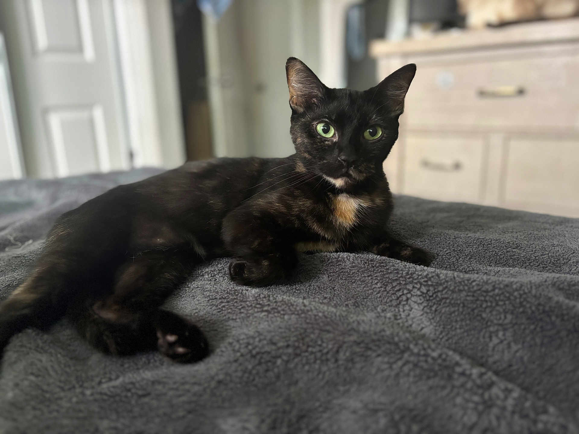 Raider joined the competition — help win amazing prizes! cat, black_cat, green_eyes, pet, animal, feline, indoor, bedroom, blanket, resting, lying_down, cozy, fur, whiskers, ears, close_up, domestic_cat, looking_at_camera, soft_light, relaxed