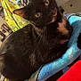 Raider joined the competition — help win amazing prizes! cat, black_cat, pet, animal, indoor, blanket, colorful_blanket, furniture, person, clothing, tattoo, home, cozy, curious, closeup, fur, whiskers, eyes, resting, relaxed