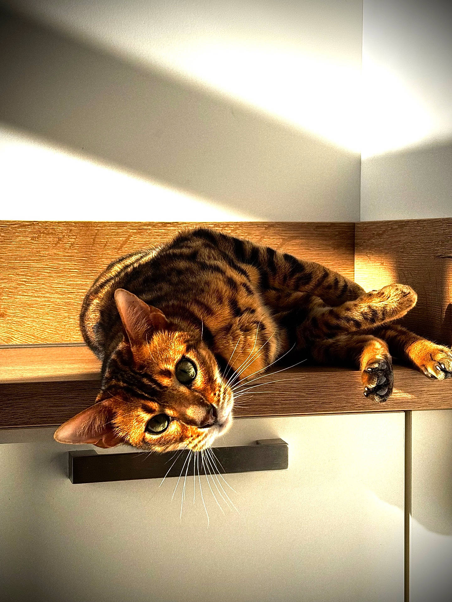 Arès a rejoint le concours — aidez-le/la à gagner de superbes lots ! abyssinian, animal, cat, closet, cupboard, drawer, electronics, furniture, hardware, hardwood, indoors, interiordesign, kitten, lighting, manx, ocelot, person, pet, shelf, wood