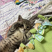 Maverick is registered to the contest to win money with this photo: kitten, cat, tabby, paw, blanket, quilt, fleece, toy, pet, cute, indoor, sleepy, fur, animal, small, young, cozy, playful, resting, soft
